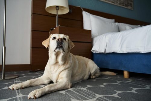 Pet Friendly Hotel Near Purina Farms
